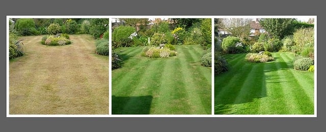 How Can You Revive a Lawn After Scarifying