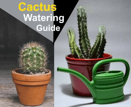 How Often to Water Outdoor Cactus?
