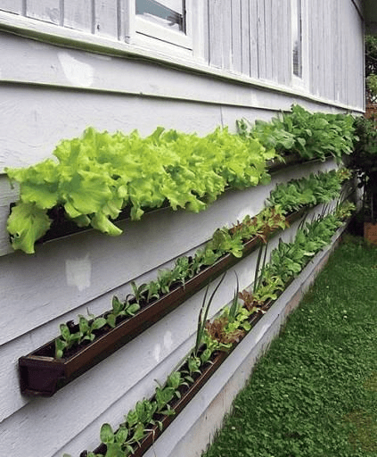 Are Vertical Gardens Hard To Maintain?
