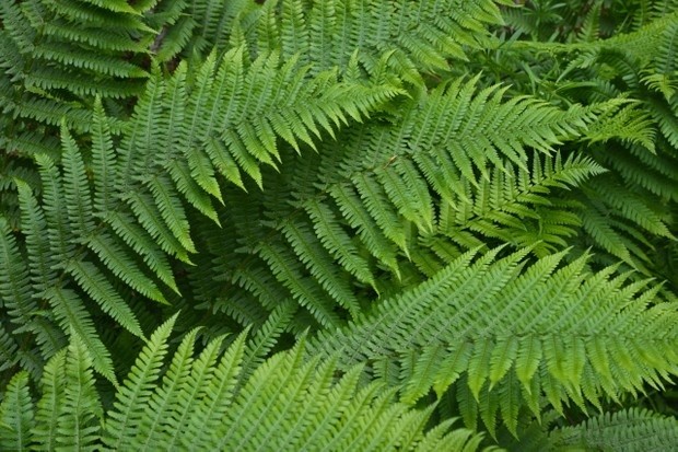 How Much Drainage Do Ferns Need Gardening Guru