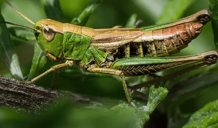 grasshoppp min