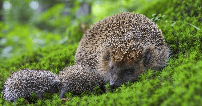 What to do if you find a hedgehog in your garden