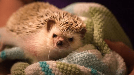 Are Hedgehogs Messy Pets?