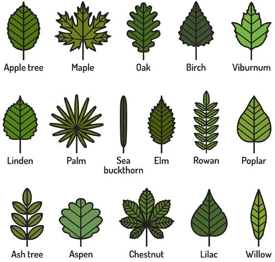 Why Do Plants Have Different Leaf Shapes and Sizes?