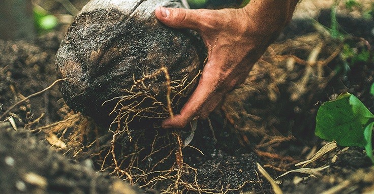 Best Soil Types For Your Vertical Garden