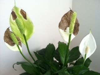 peace lily flower brown