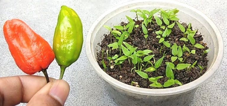 How to Grow Chilli Plants Faster at Home?