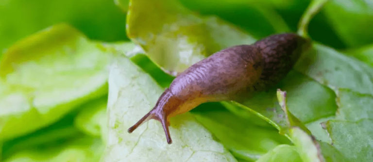 Where do Slugs Come From at Night?