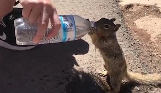 Do Baby Squirrels Drink Water?