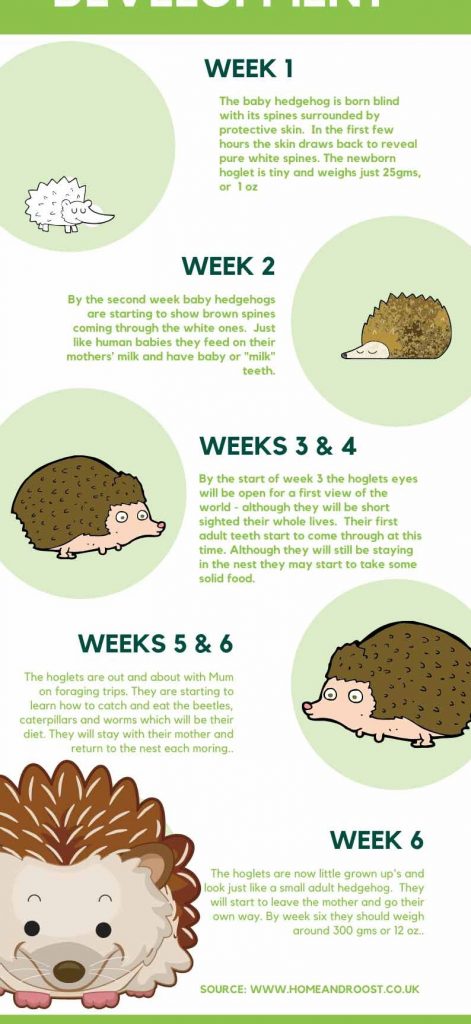How do you know if a hedgehog has babies?