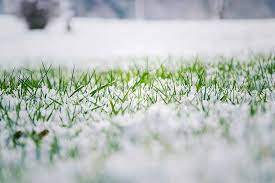 Can You Plant Grass Seeds In The Winter