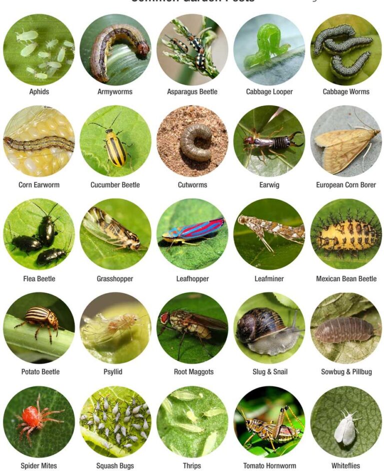 What are the Different Types of Bugs in a Vegetable Garden?
