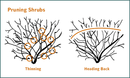 Pruning versus Thinning Cuts