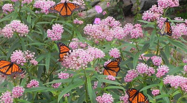 How Do You Keep The Perfect Garden For Butterflies?
