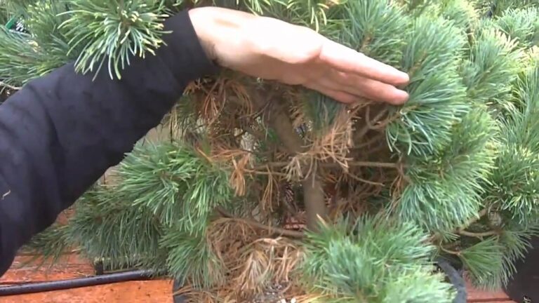 How to Revive a Dying Conifer