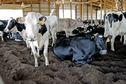 Dairy: Can You Compost It? (How Long Will It Take)