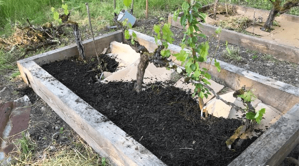 Lasagna Gardening: How To Do It?
