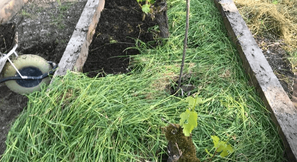 Lasagna Gardening: How To Do It?