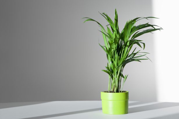 The Best Houseplants For Beginners - Gardeninguru