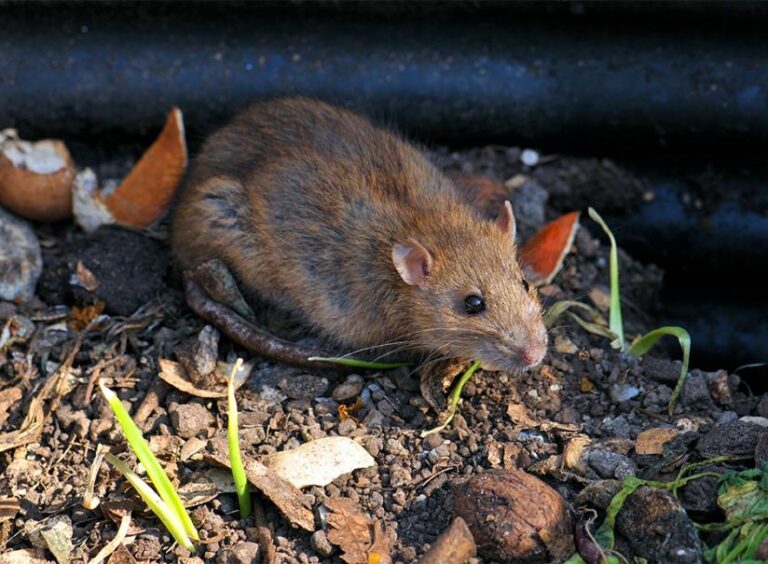 How Do You Get Rid Of Rats In Compost?