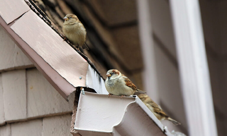 Comment empecher les oiseaux de faire leur nid sous les tuiles