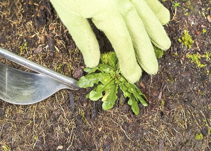 Getting Rid of Weeds: Our Top Tips