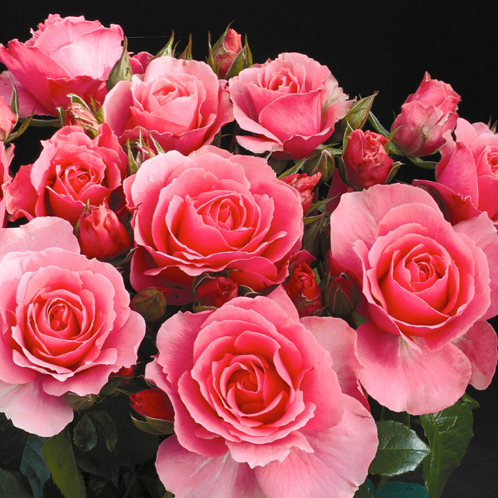 What Is The Best Month To Plant Roses?