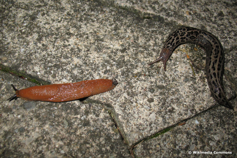 How To Attract Tiger Slugs To Your Garden