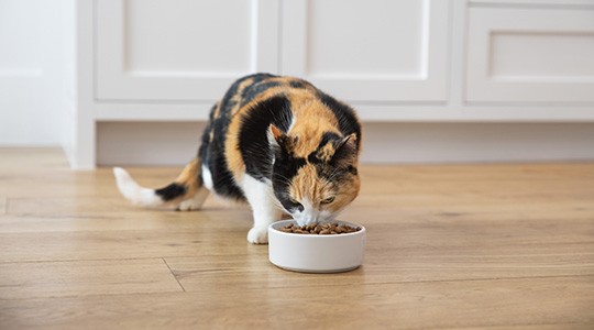 Can You Compost Cat Food?