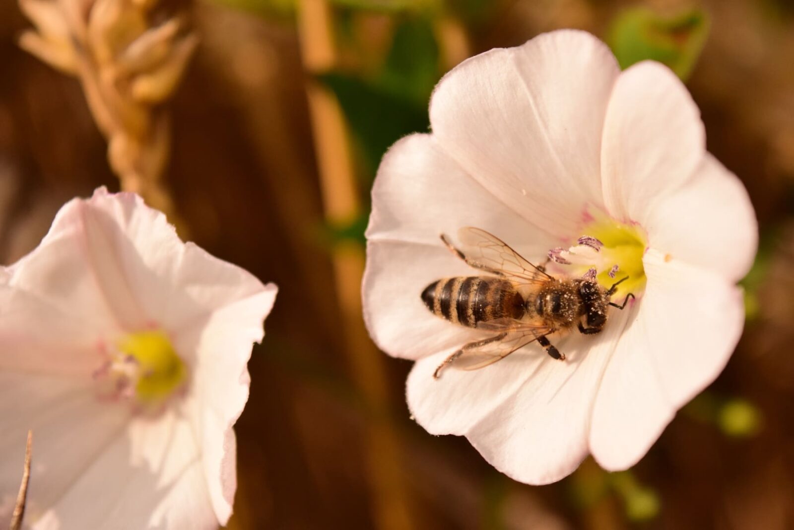 comment polliniser correctement dans une serre de jardin