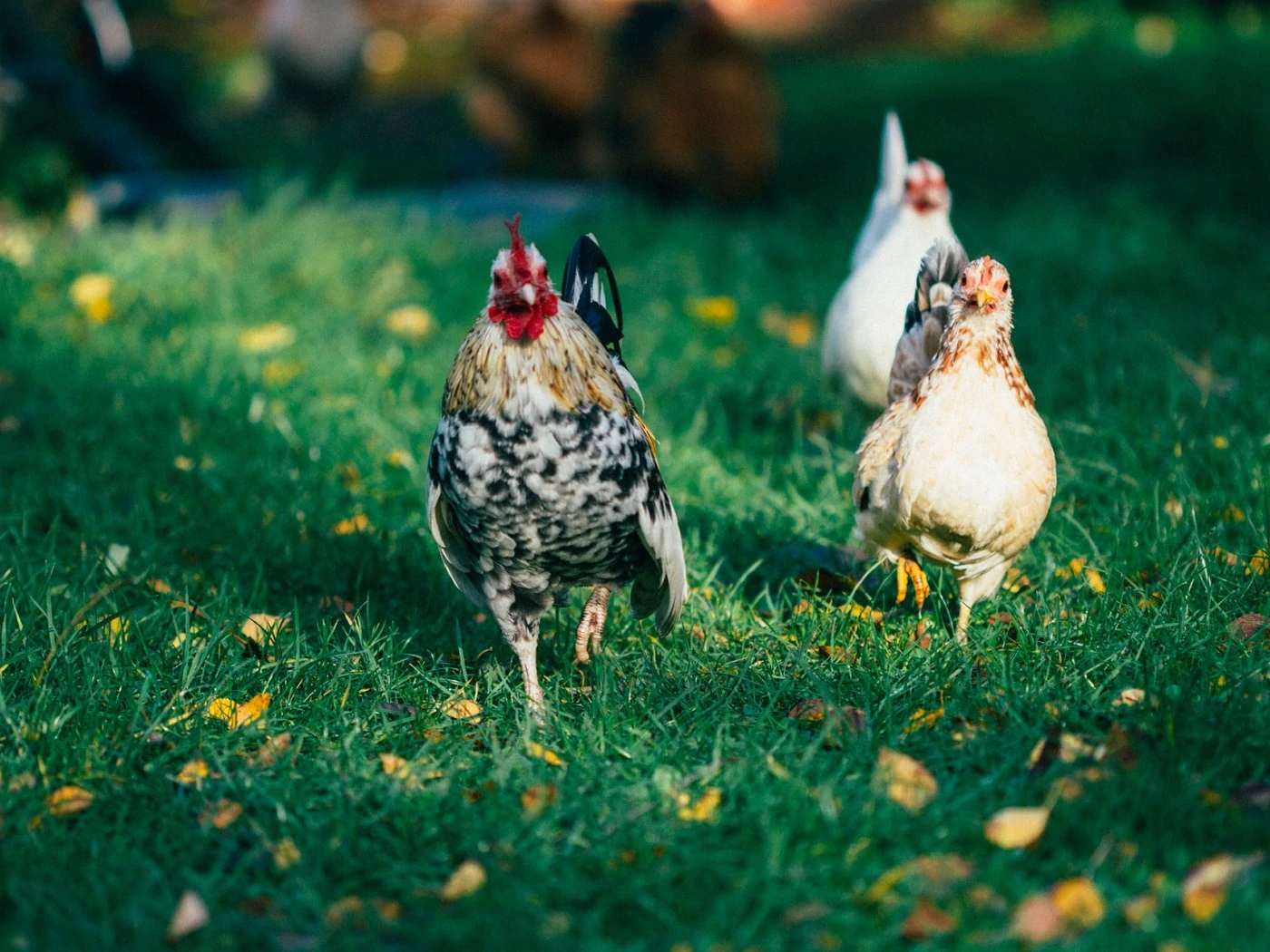 how-to-get-rid-of-rats-in-a-chicken-coop-gardening-guru