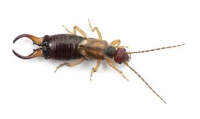 Are Earwigs Dangerous Or Even Poisonous?