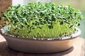 Sprouted Seeds, Micro Sprouts And Herbs: Delicious And Easy To Grow At Home. This Is How!