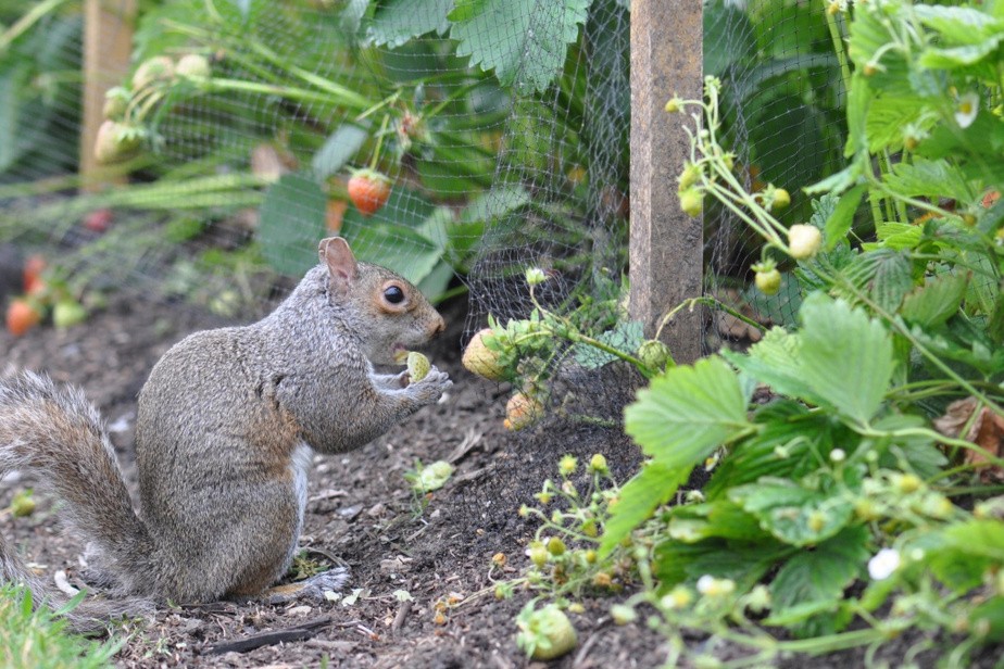 Five Techniques To Keep Wild Animals Out Your Garden Gardening Guru