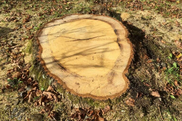 Tree Stumps: How To Kill Them?