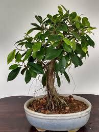Is Ficus Ginseng Toxic to Cats?