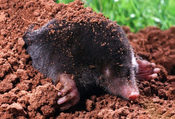 How To Get Rid Of Moles In The Garden Naturally?