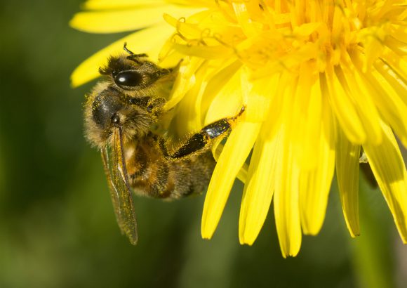 15 Steps To Take To Save The Bees