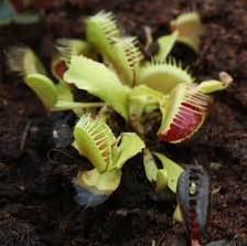 grow a venus fly trap how to care for a venus fly trap