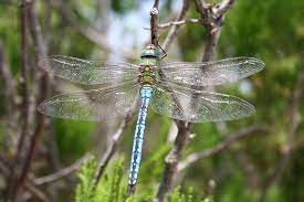 The Dragonfly, A Useful Insect In The Garden