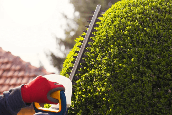 Why & How To Properly Trim A Hedge?