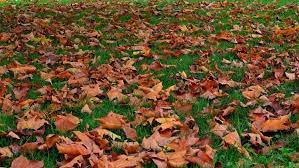 Collect Dead Leaves And Use Them For The Garden