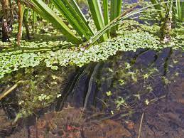 10 Hardy Pond Plants And 7 Species That Help Against Algae