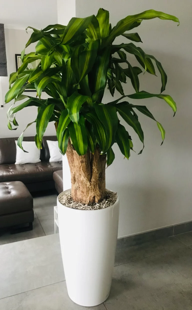 5 Indoor Plants For Beginners