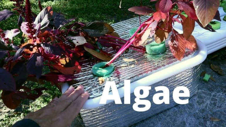 How to Keep Algae Out of Hydroponics