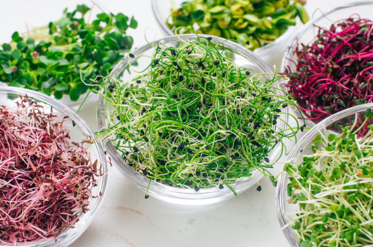 Making Your Own Microgreens At Home