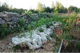 Mulching With Wool: Can You Use Sheep’s Wool As Mulch?