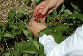 picking strawberry fruit when and how to harvest a strawberry