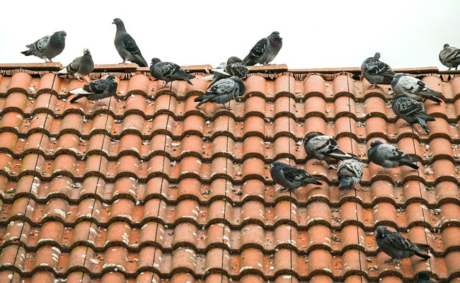 How To Prevent Birds From Getting Under The Roof?