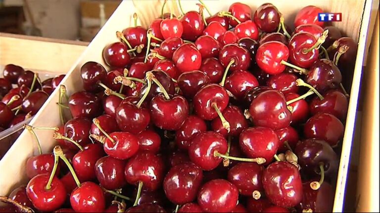 Here’s Why You Should Bever Bite Into and Eat Cherry Pits